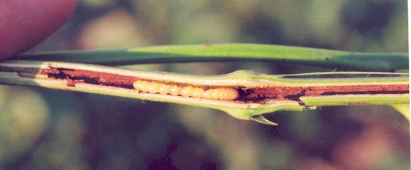 img/GB%20Larva1.jpg